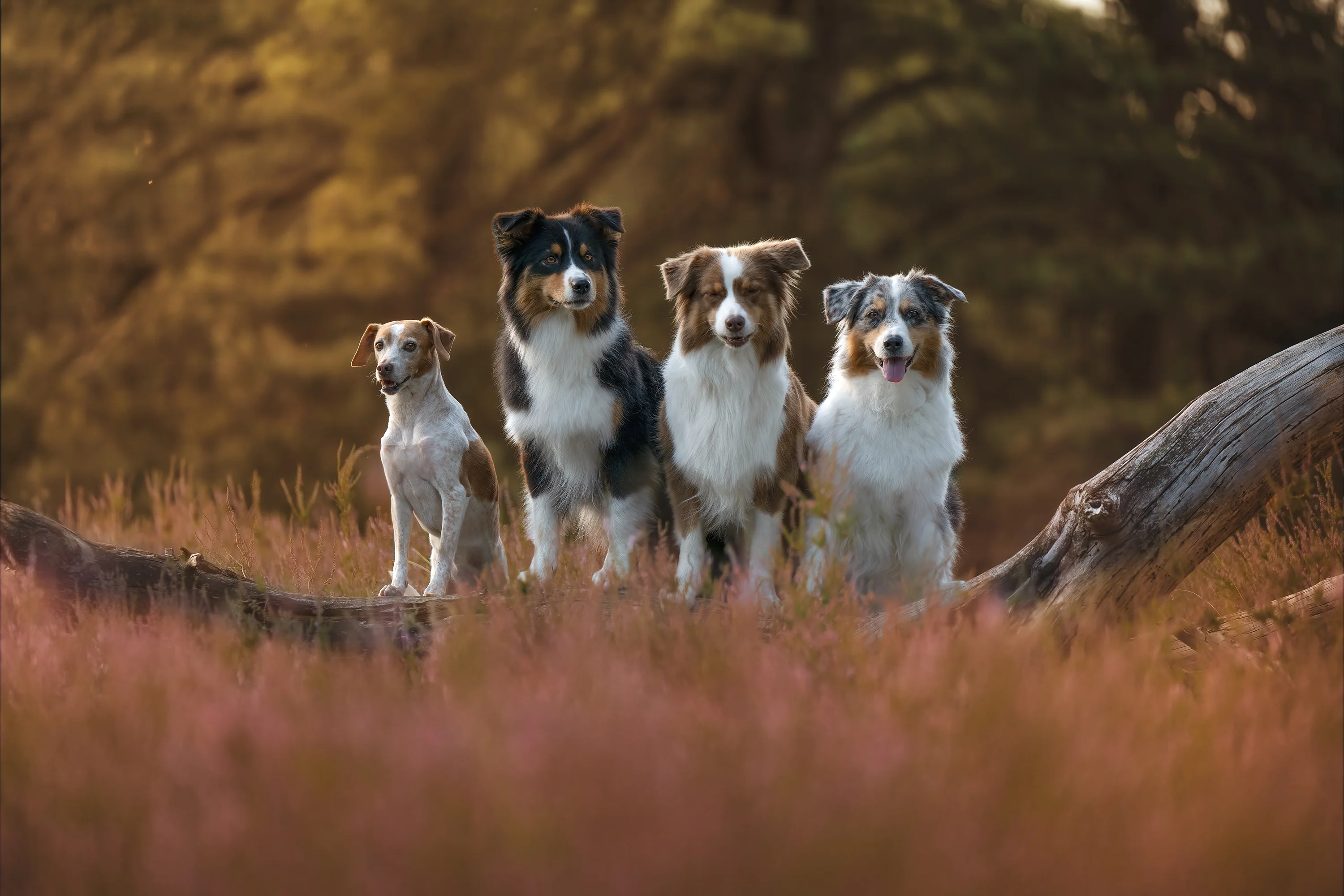 Heide-Shooting Hundefotografie Verden Niedersachsen – Sissygraphics