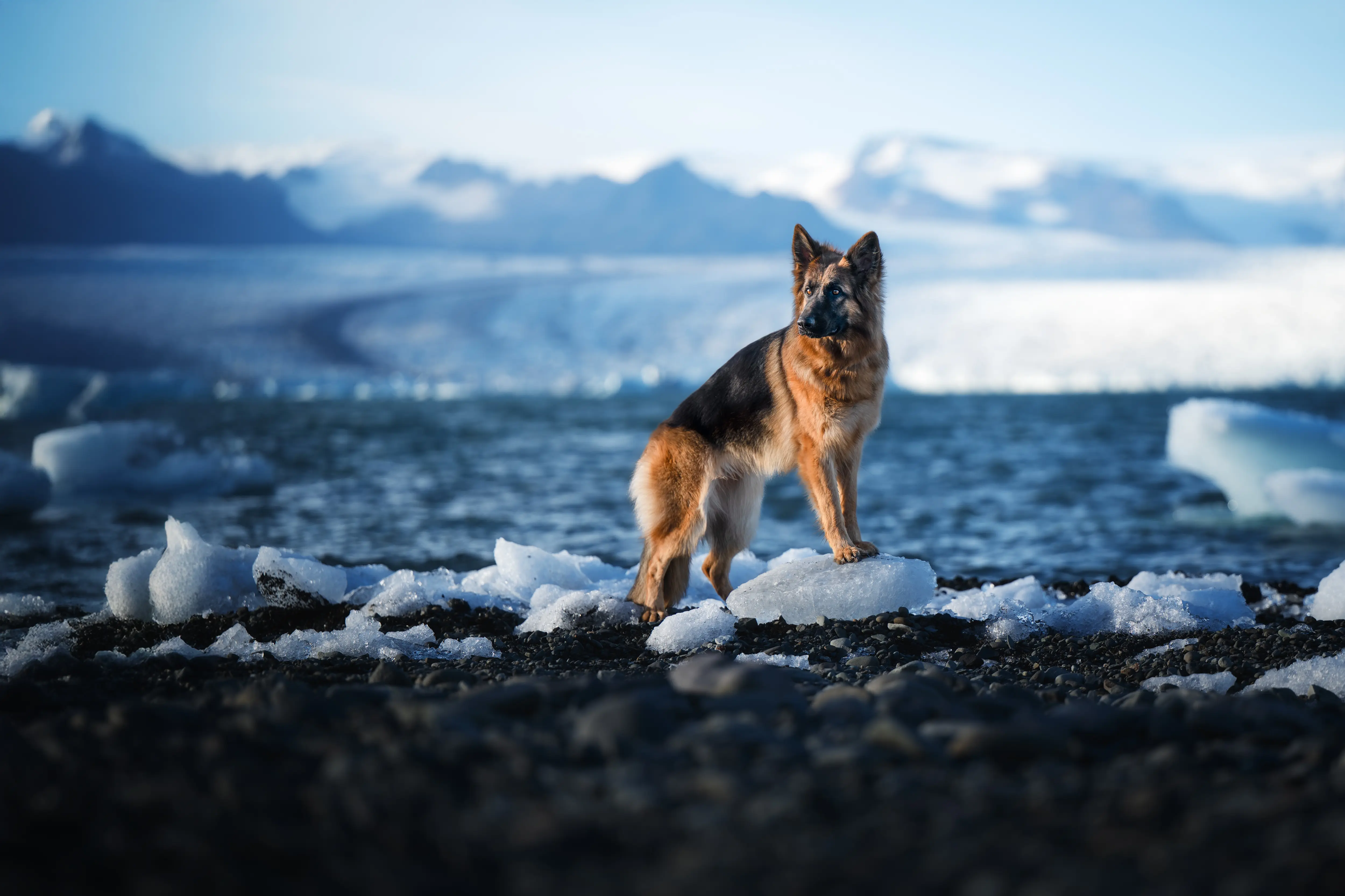 Hundefotografie Outdoor Sissygraphics