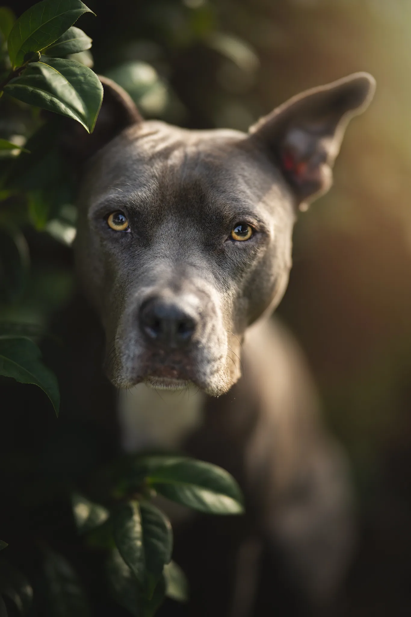 Saskia Hartmann – Hundefotografin aus Verden Niedersachsen