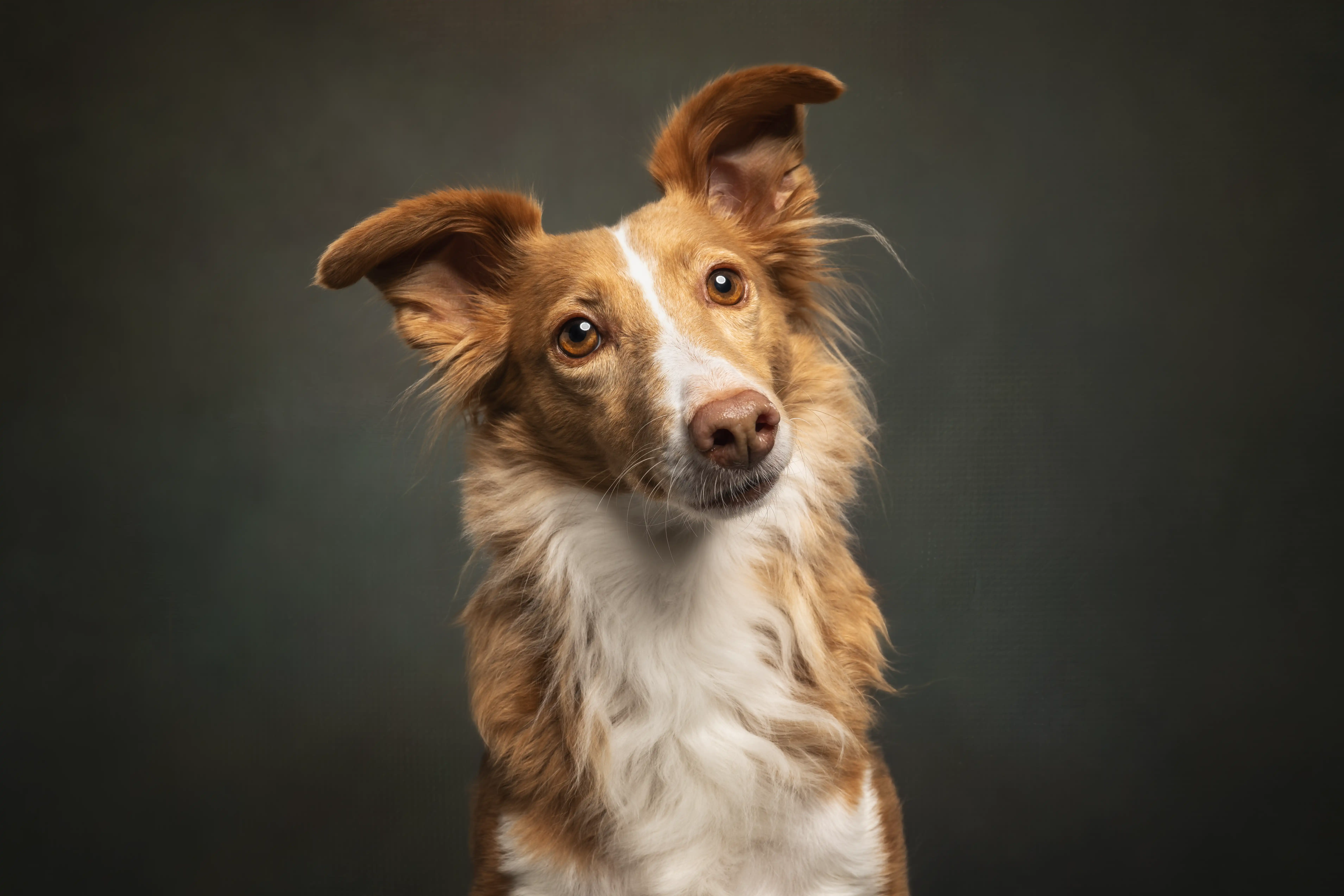 Studio Hundefotografie Verden – Portraits Sissygraphics