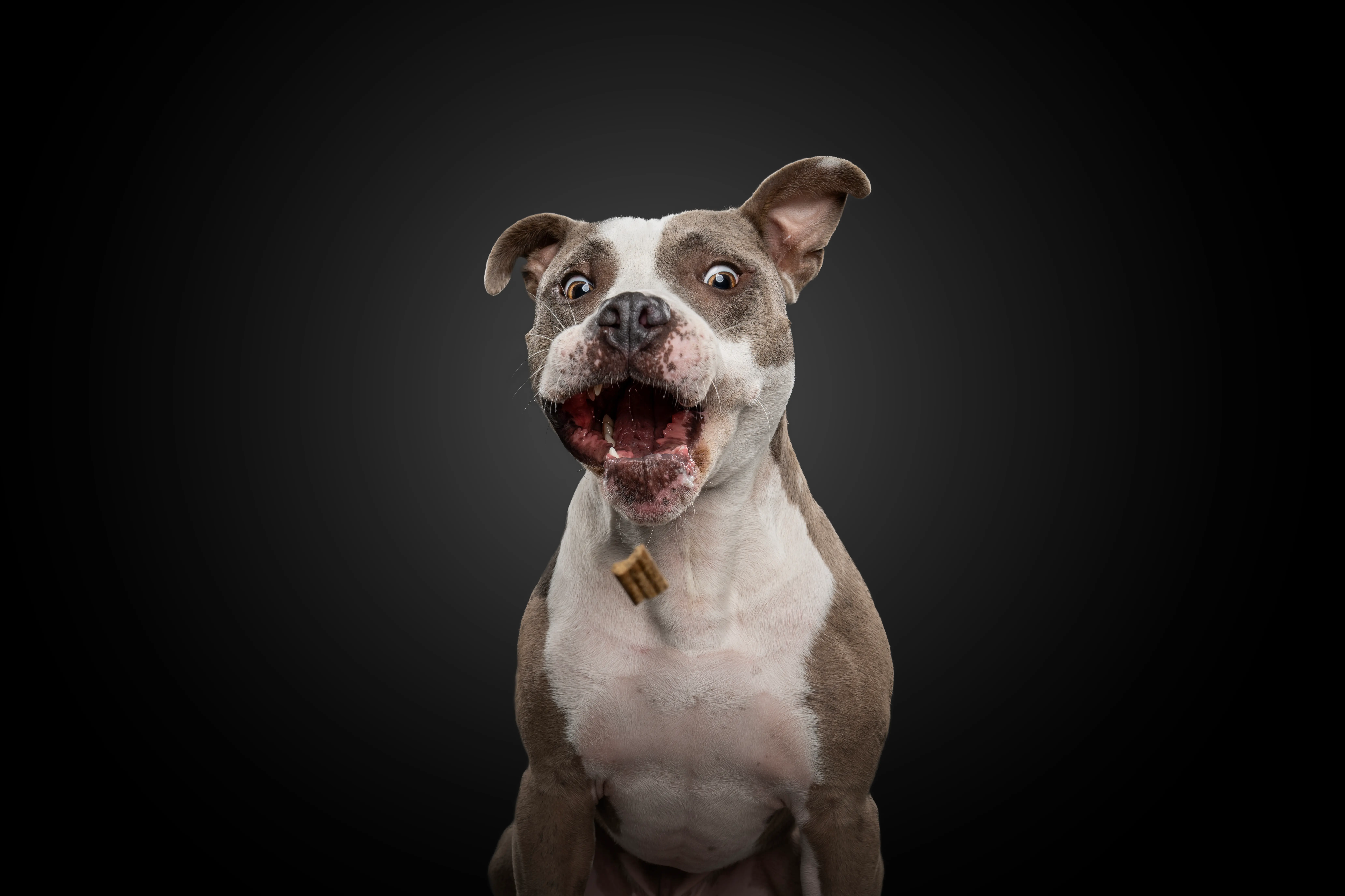 Elegantes Hundeportrait Studio Niedersachsen