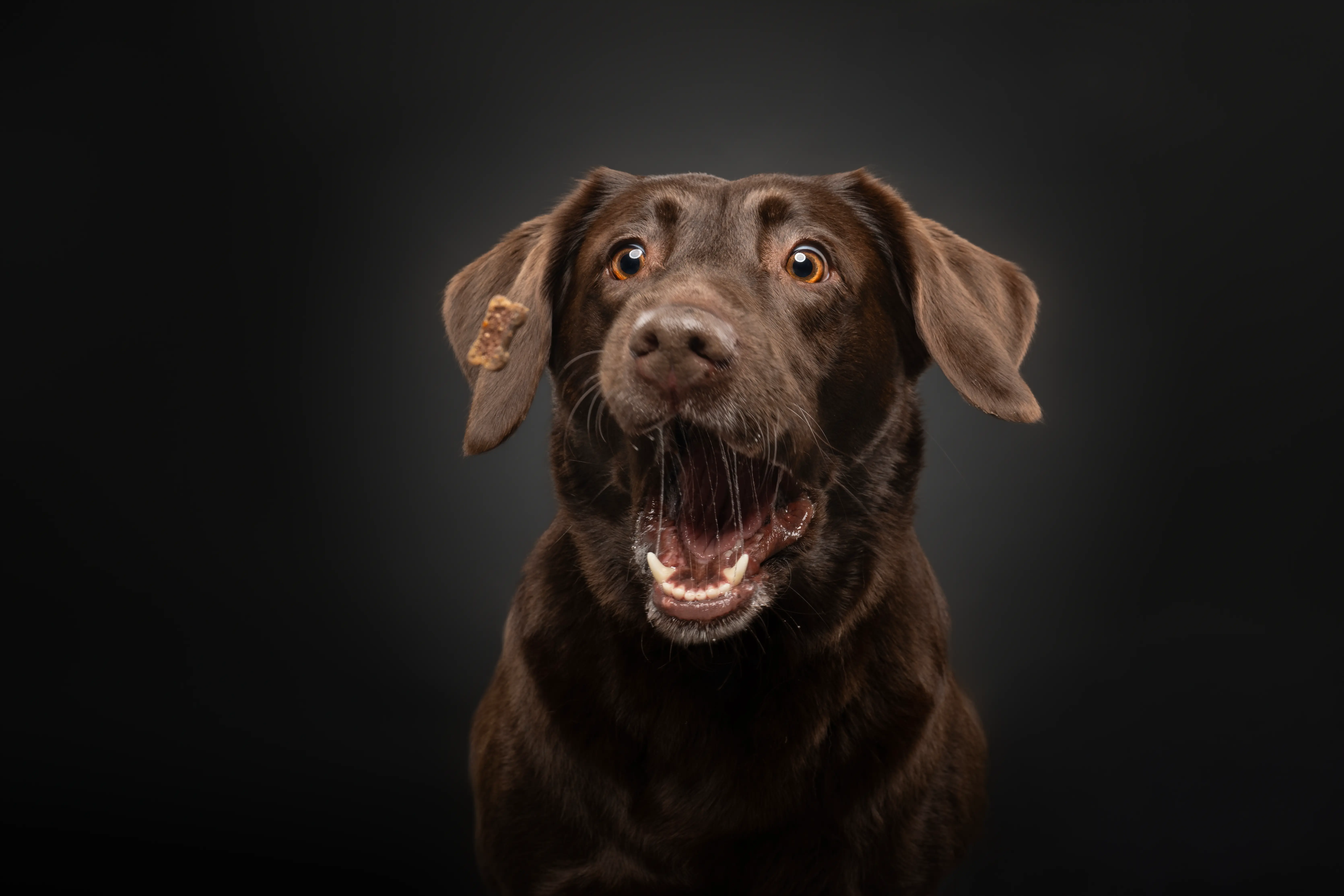 Hundefotografie Studio Verden – zeitloses Portrait