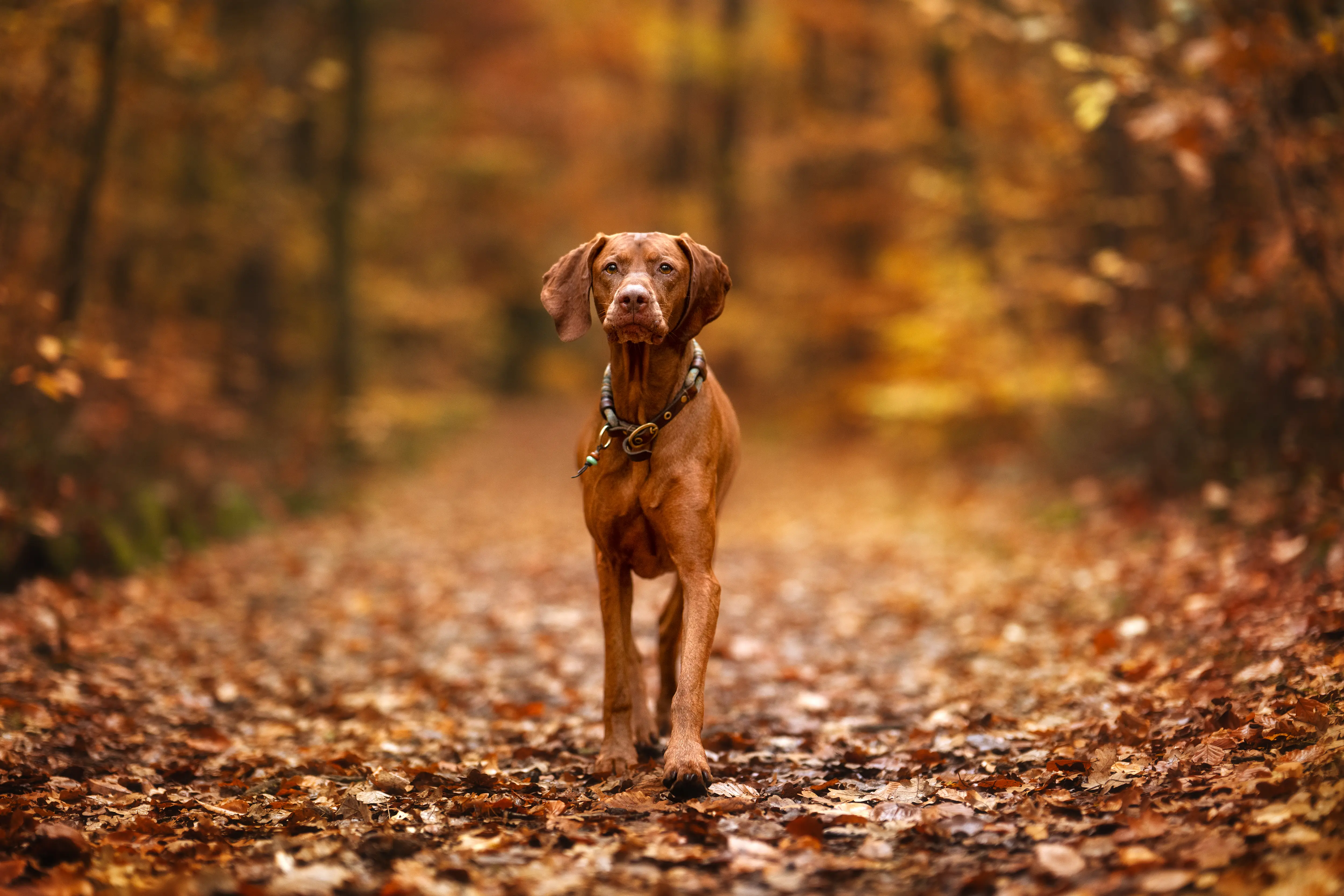Herbstzauber – Sissygraphics