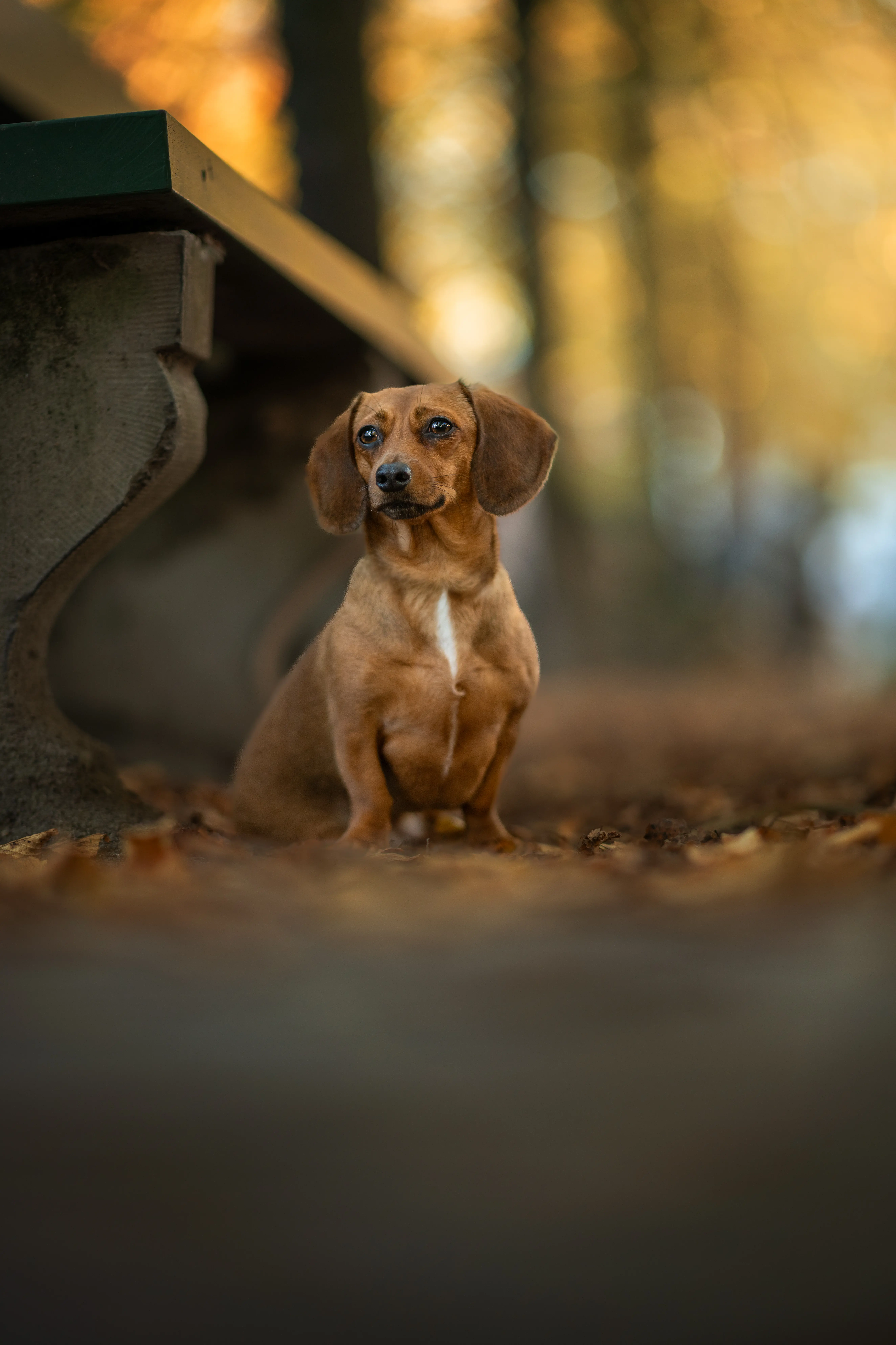 Herbstzauber – Sissygraphics