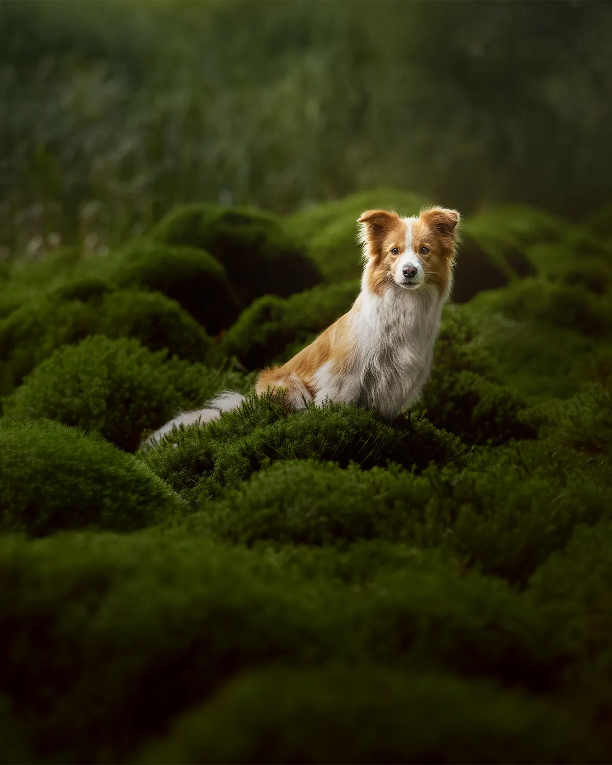 Hund sitzt in sattgrünem Moos