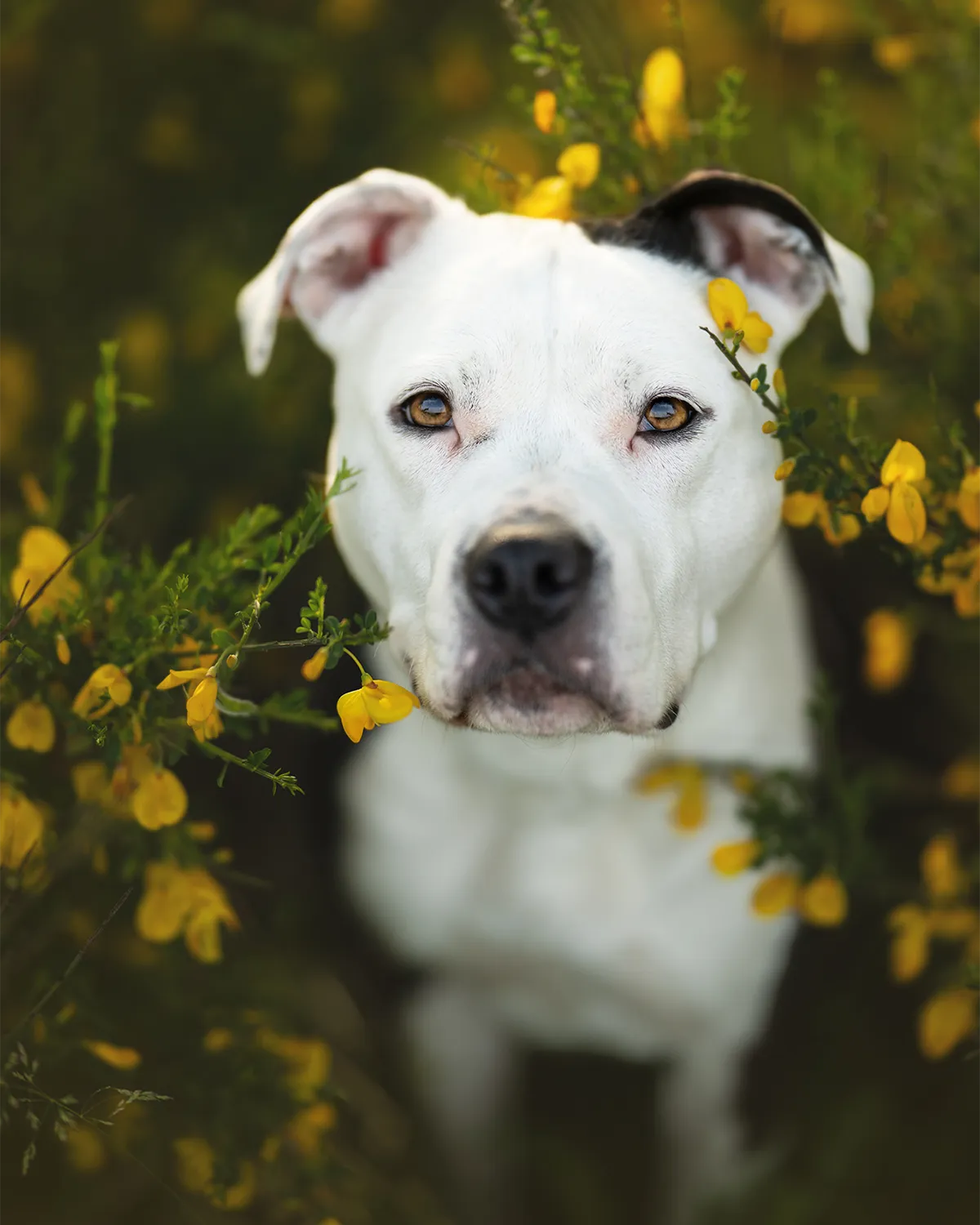 Weißer Hund zwischen gelb blühendem Ginster