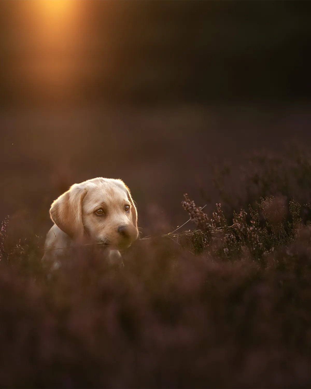 Labradorwelpe in blühender Heide im Abendlicht