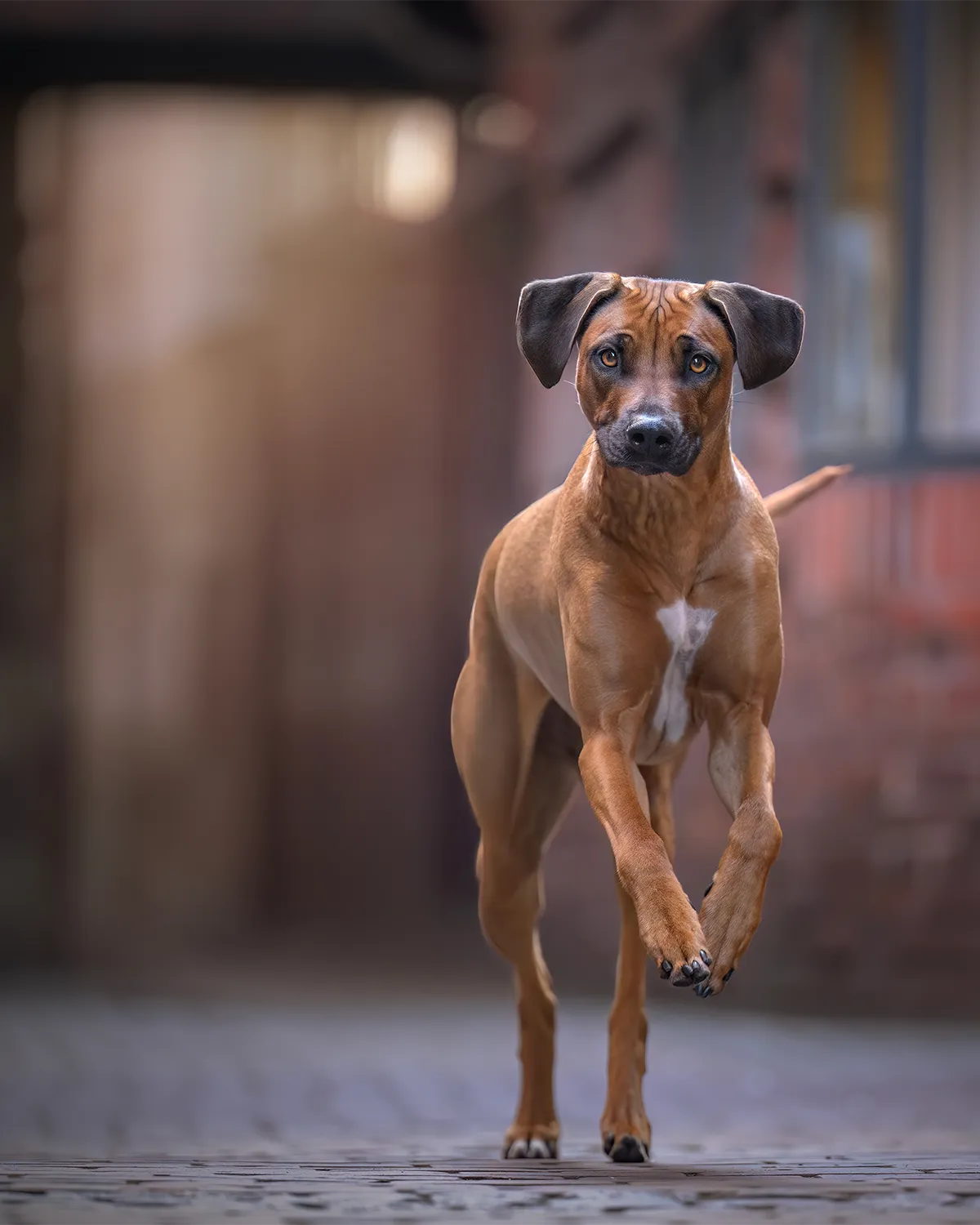 Rhodesian Ridgeback läuft auf die Kamera zu