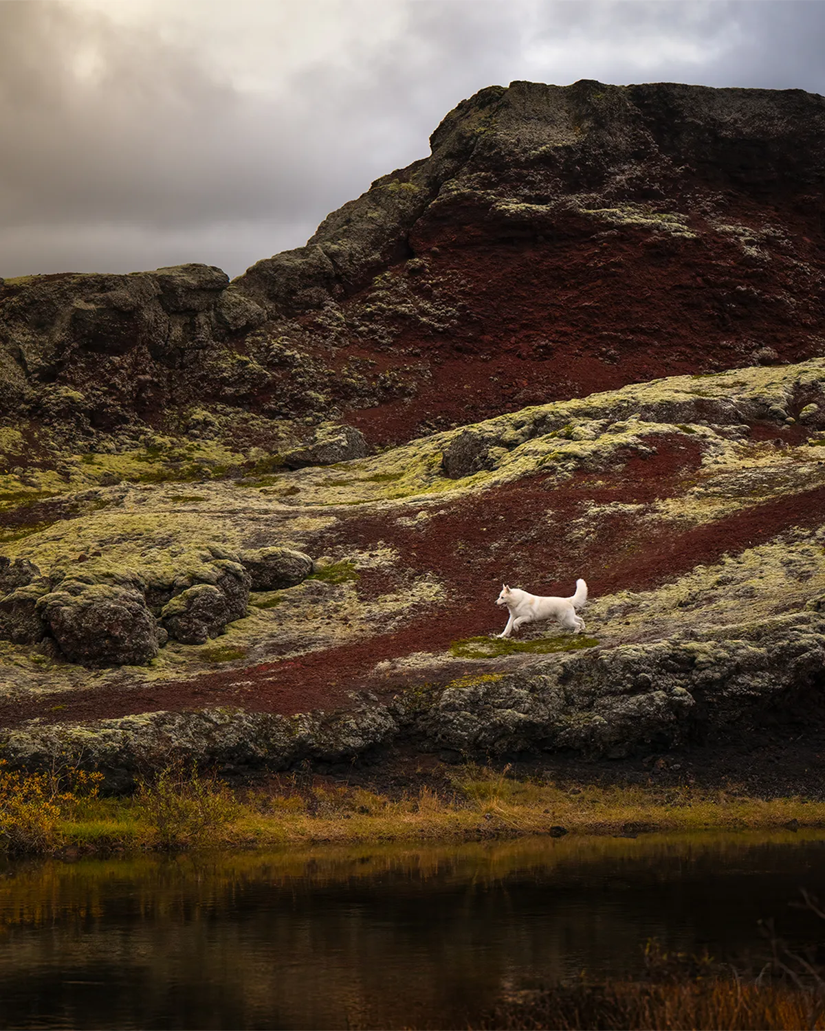 Weißer Hund in weiter Vulkanlandschaft