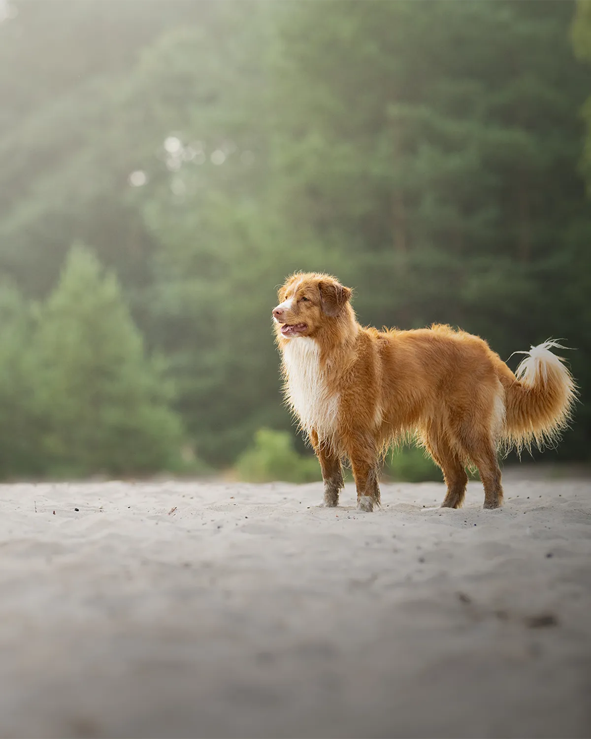 Toller im Sand vor Kiefernwald
