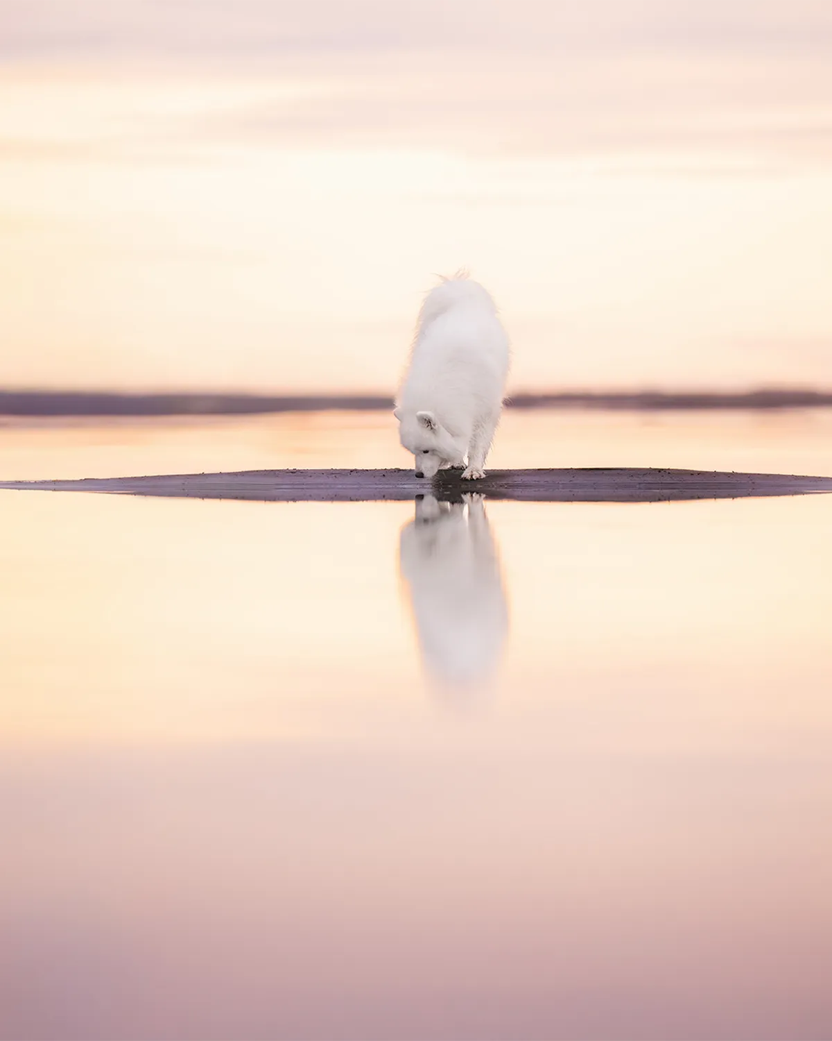 Weißer Hund auf einer Sandbank bei Sonnenuntergang mit Spiegelung