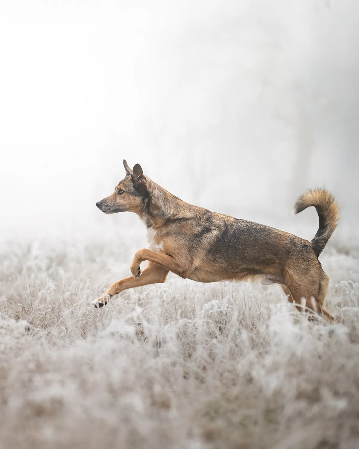 Hund springt durch frostiges Gras im Nebel