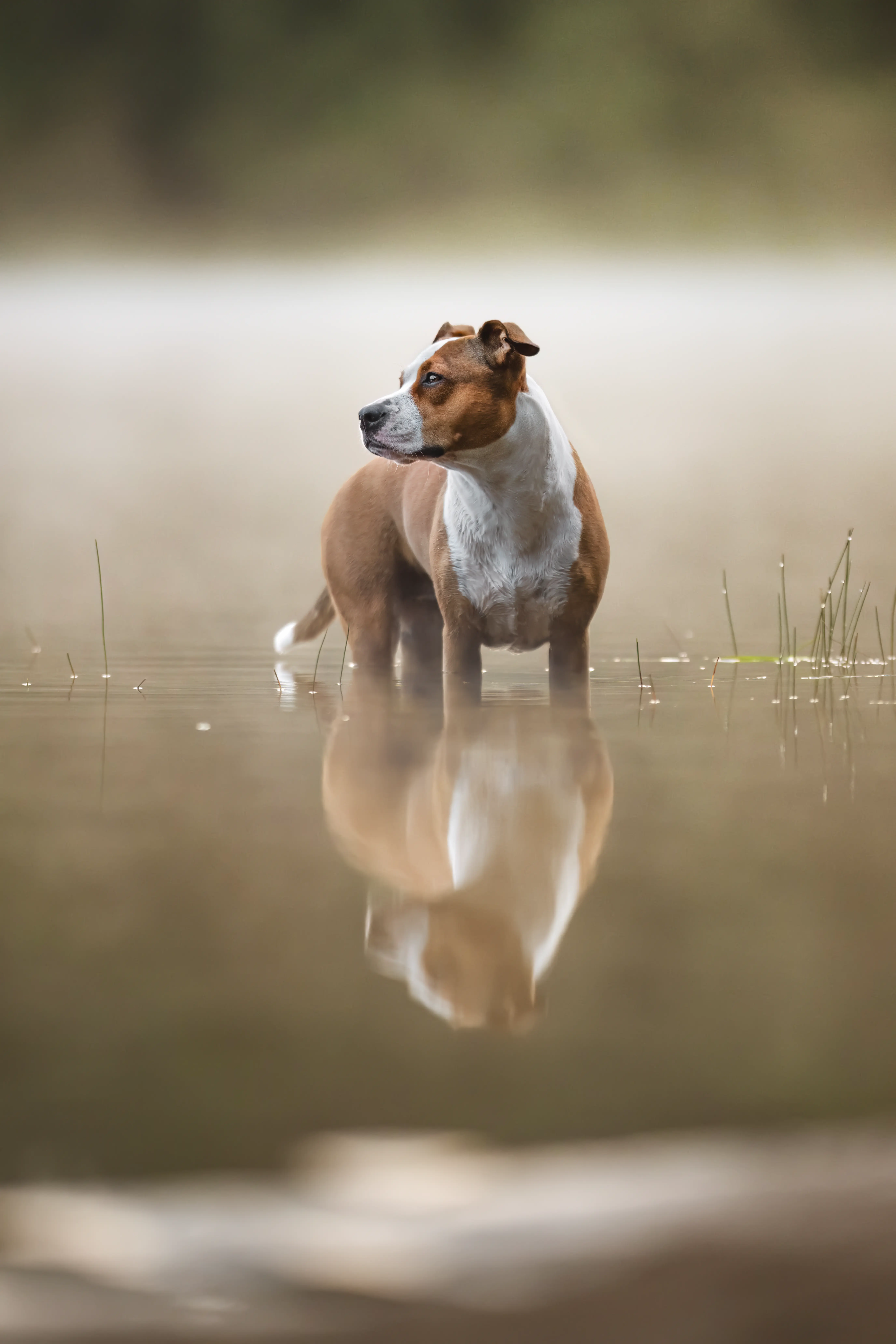 Outdoor Hundefotografie mit Faye in der Natur rund um Verden, Sissygraphics
