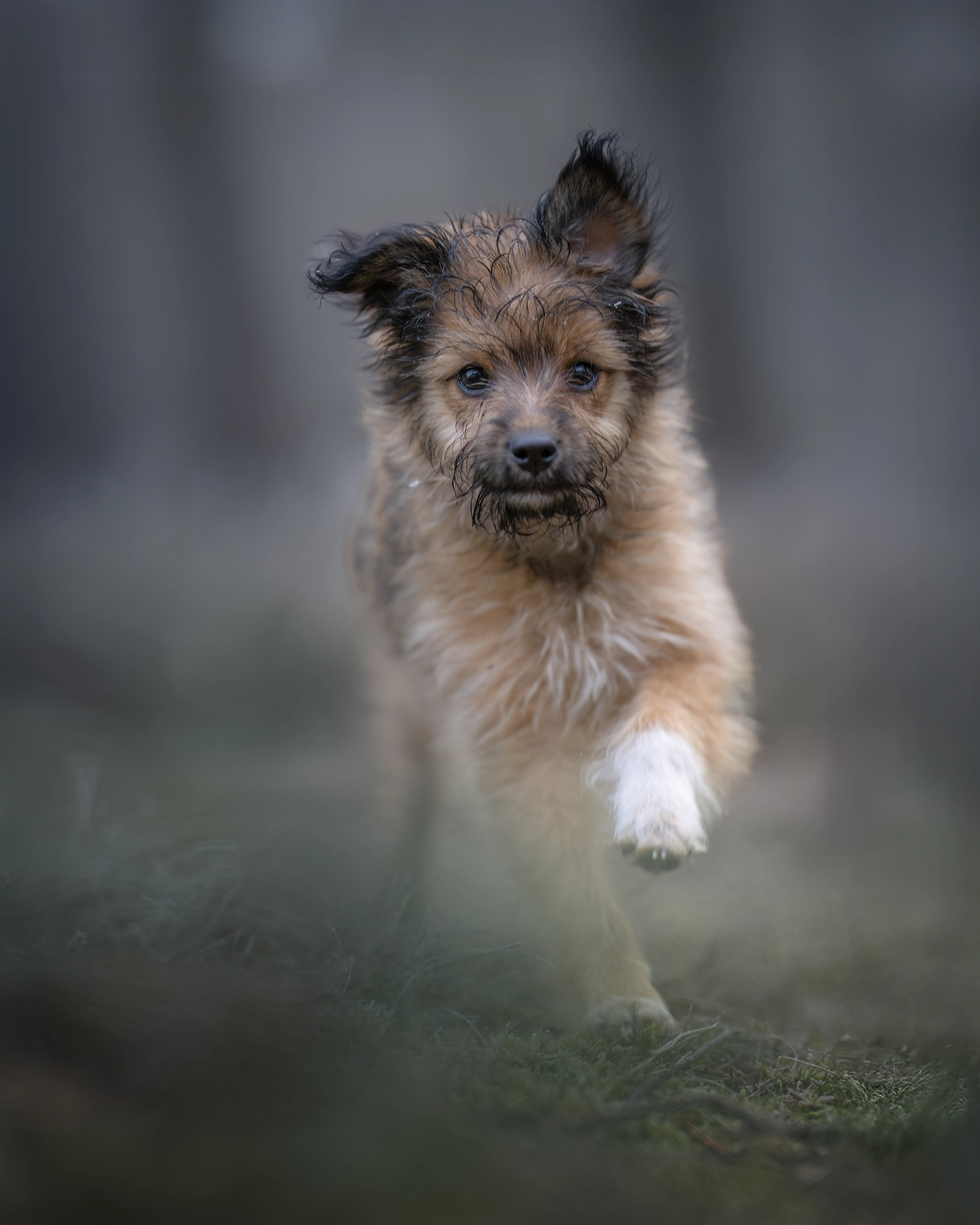 Outdoor Hundefotografie mit Freddy in der Natur rund um Verden, Sissygraphics