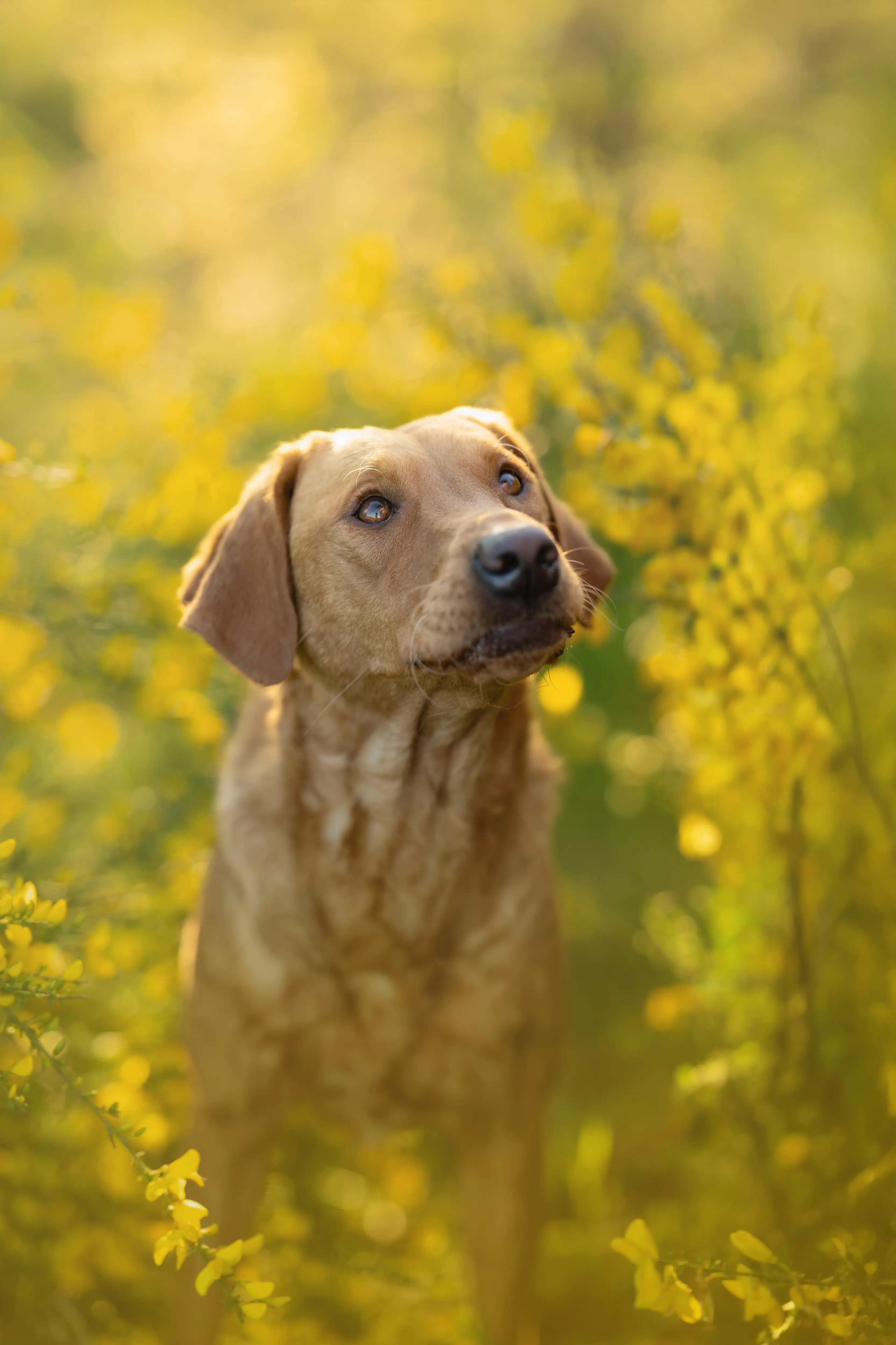 Outdoor Hundefotografie mit Ginster in der Natur rund um Verden, Sissygraphics