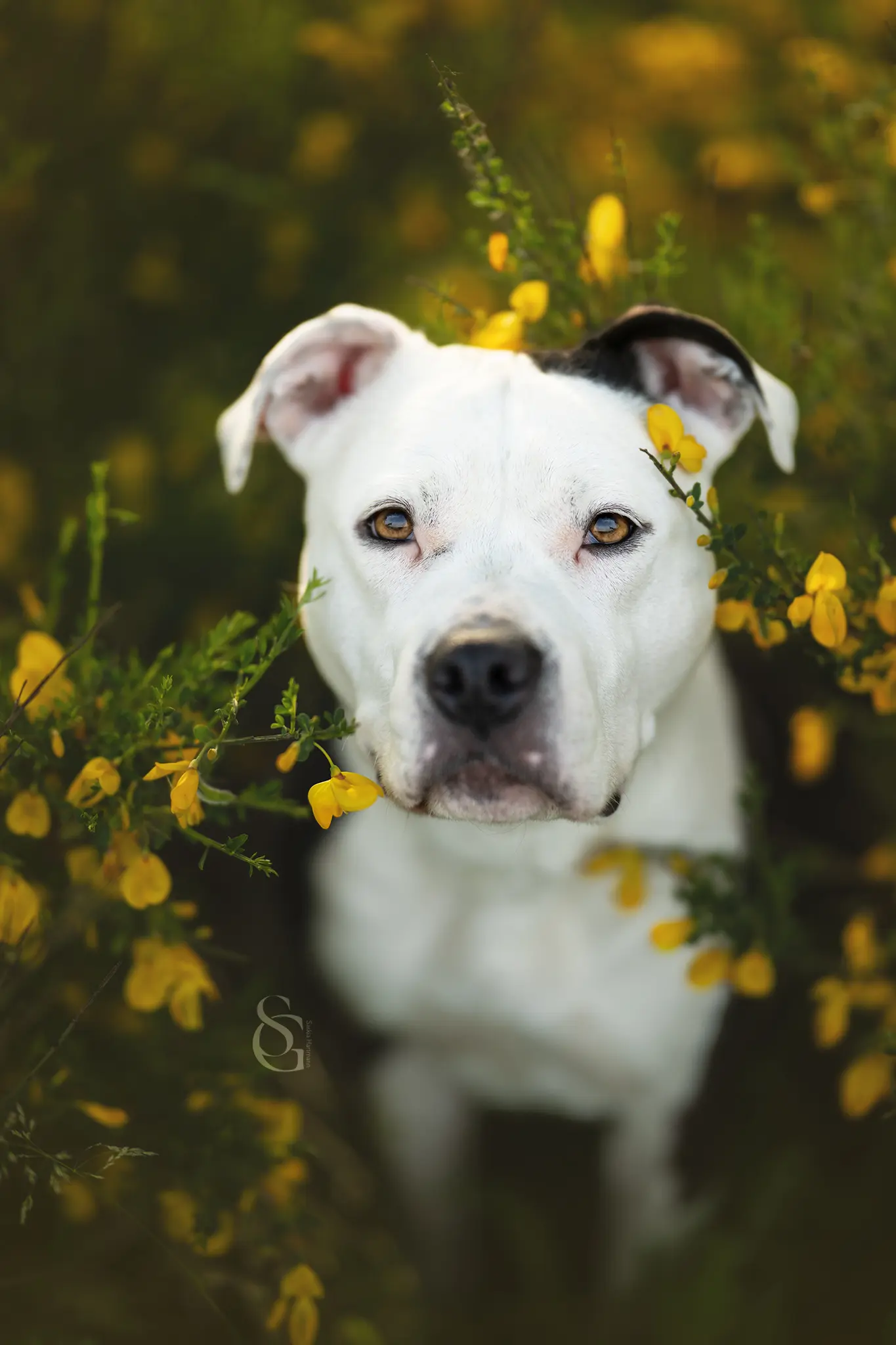 Outdoor Hundefotografie mit Ginster in der Natur rund um Verden, Sissygraphics