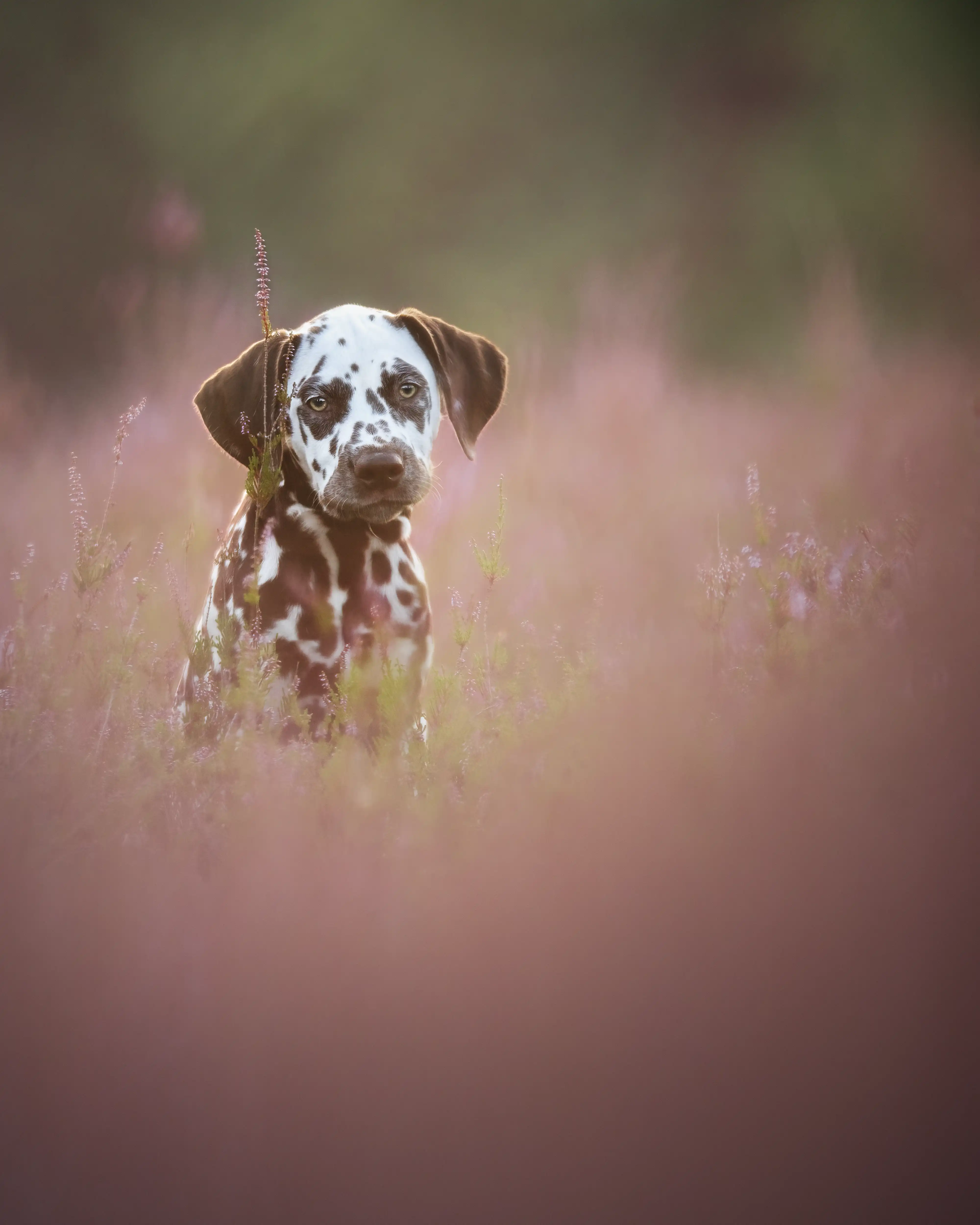 Outdoor Hundefotografie mit Heide in der Natur rund um Verden, Sissygraphics