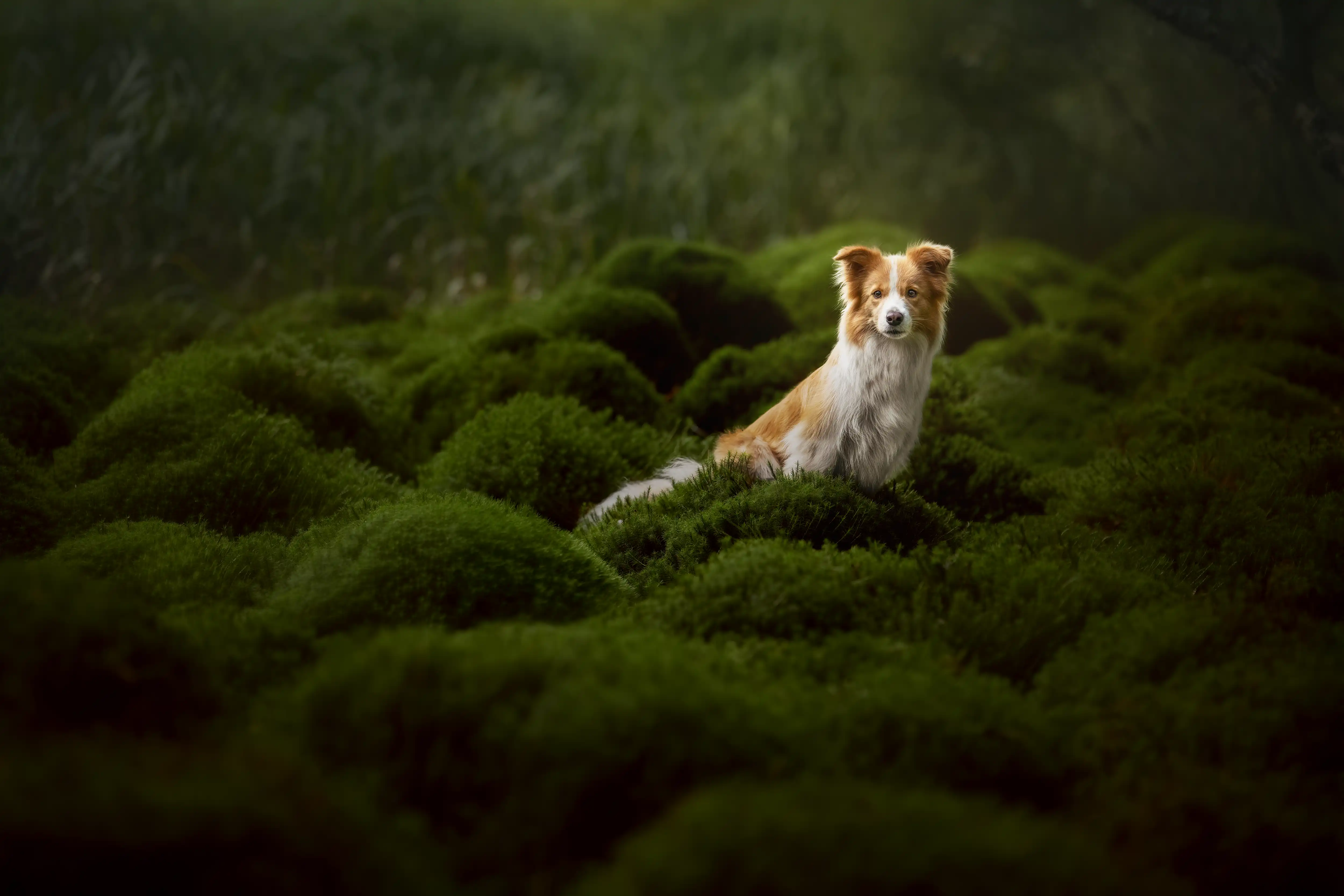 Outdoor Hundefotografie mit Honey in der Natur rund um Verden, Sissygraphics
