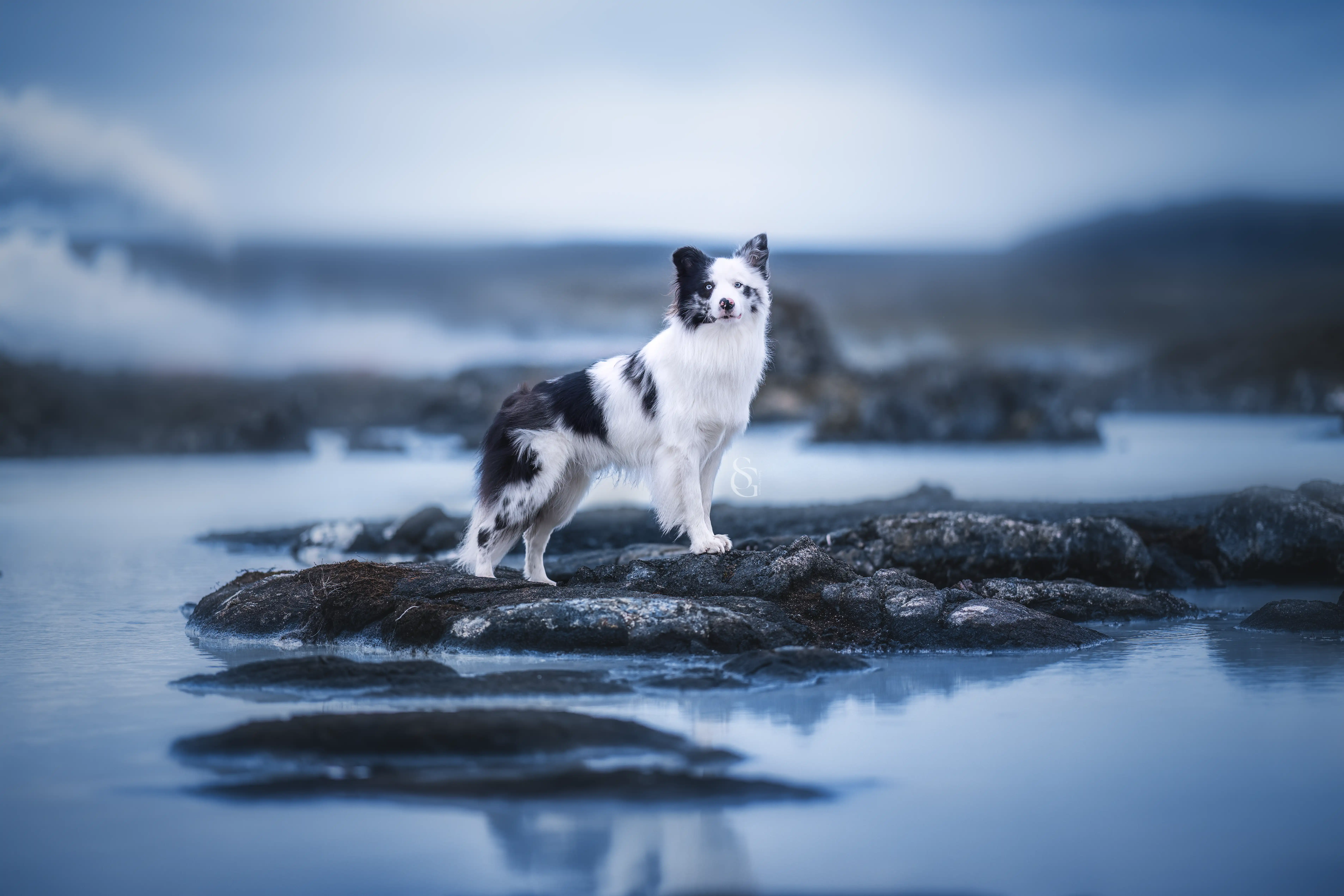 Outdoor Hundefotografie mit Island in der Natur rund um Verden, Sissygraphics