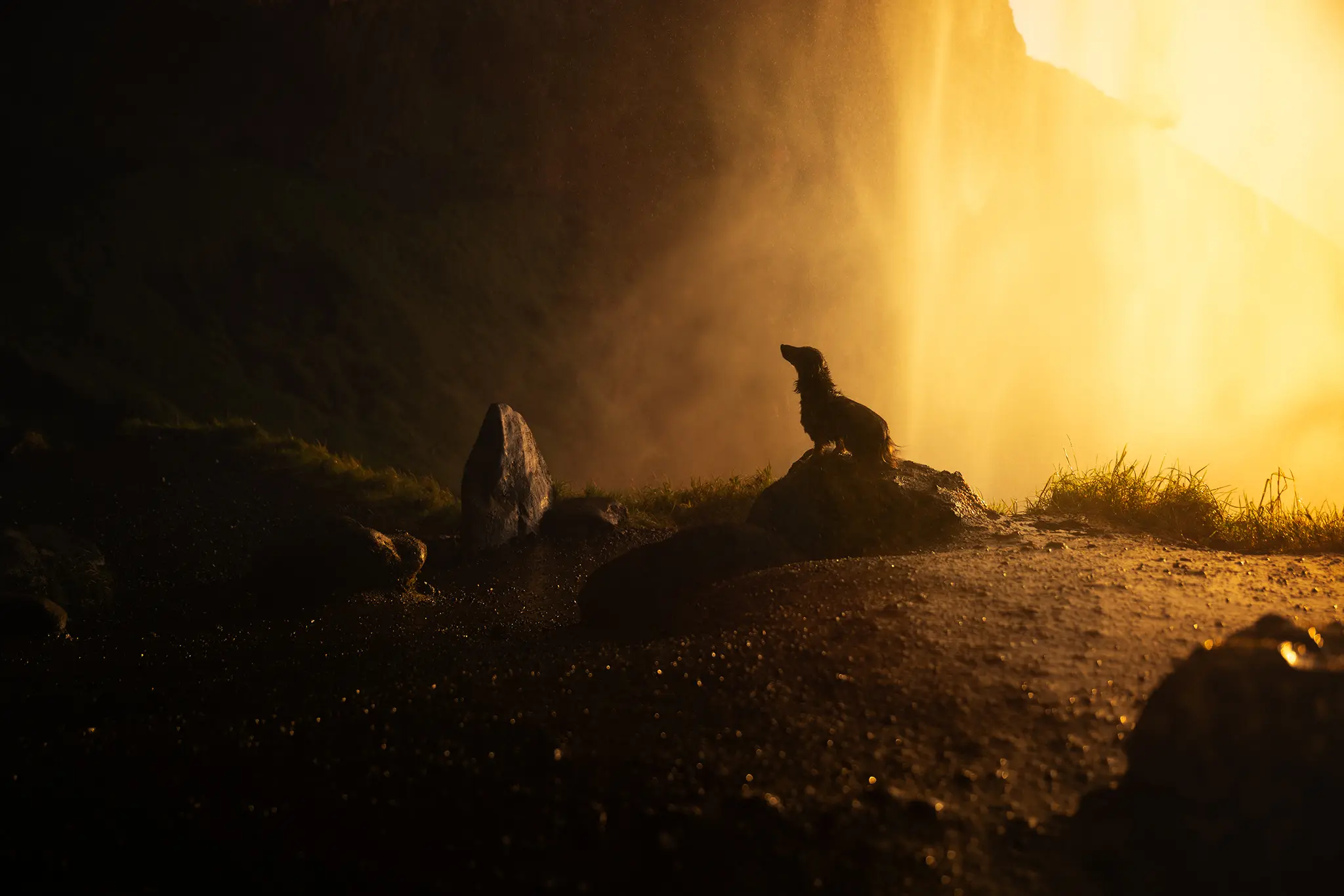 Outdoor Hundefotografie mit Island in der Natur rund um Verden, Sissygraphics