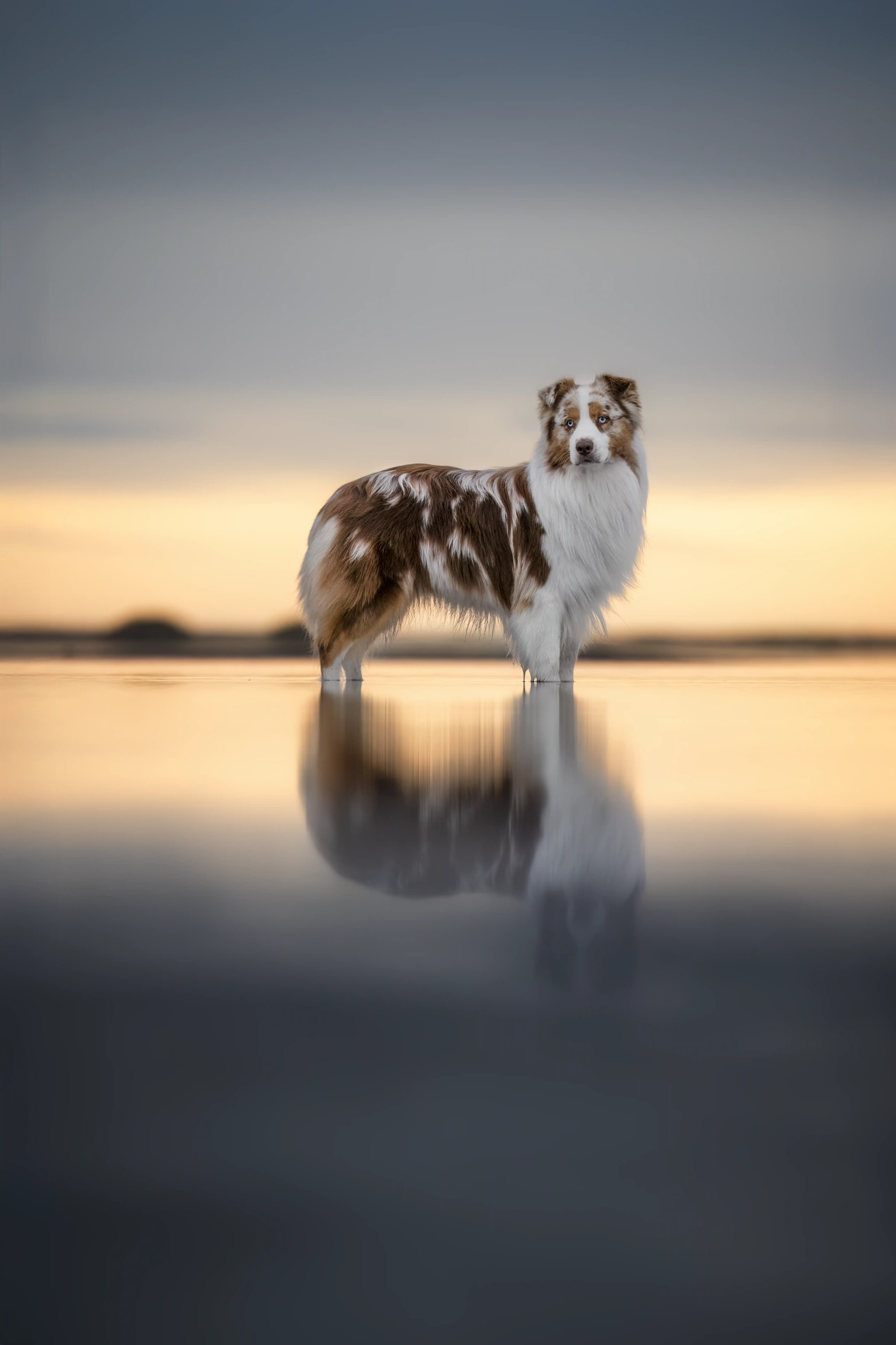 Outdoor Hundefotografie mit Islandaussie in der Natur rund um Verden, Sissygraphics