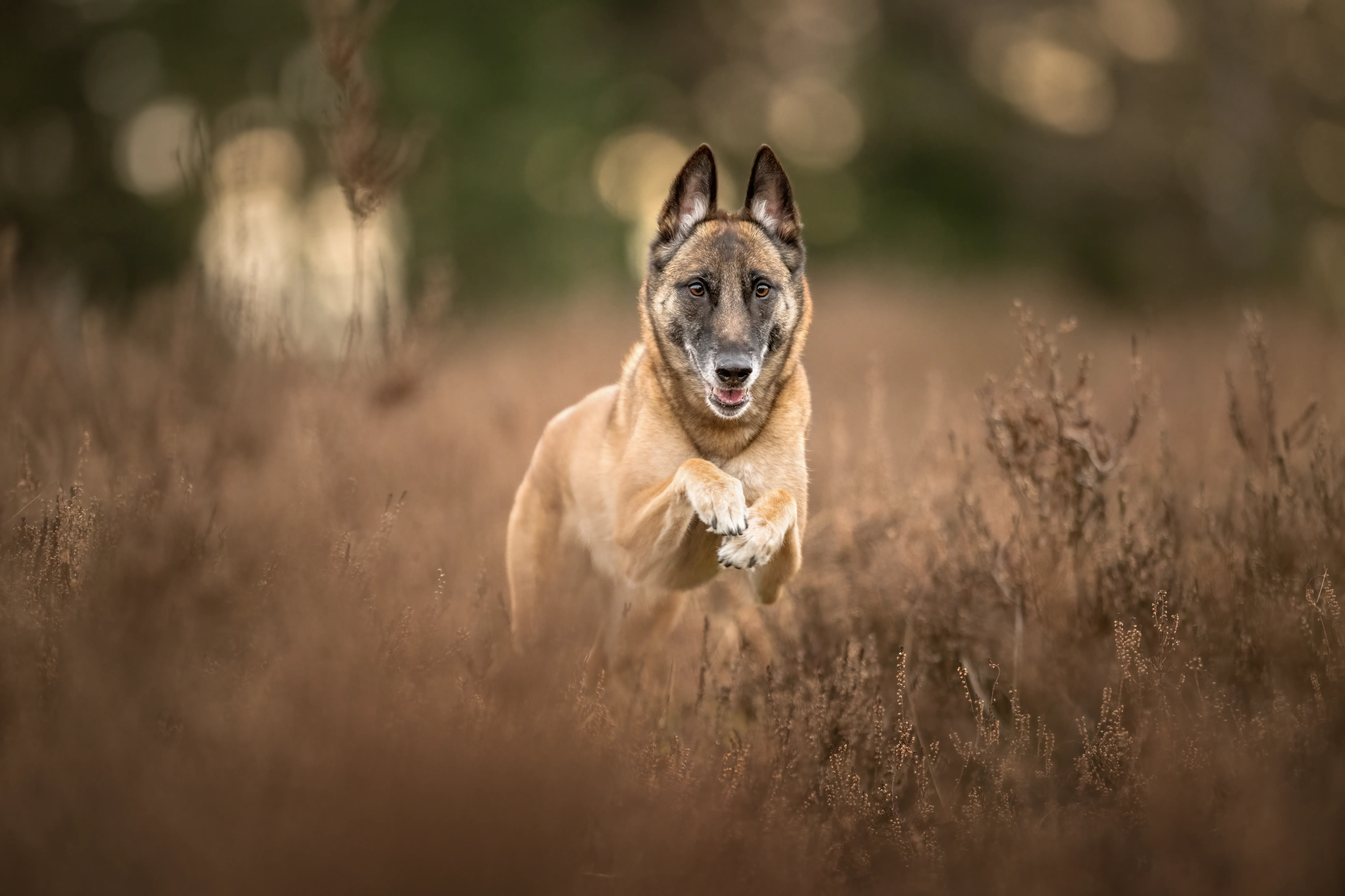 Outdoor Hundefotografie mit Jaja in der Natur rund um Verden, Sissygraphics