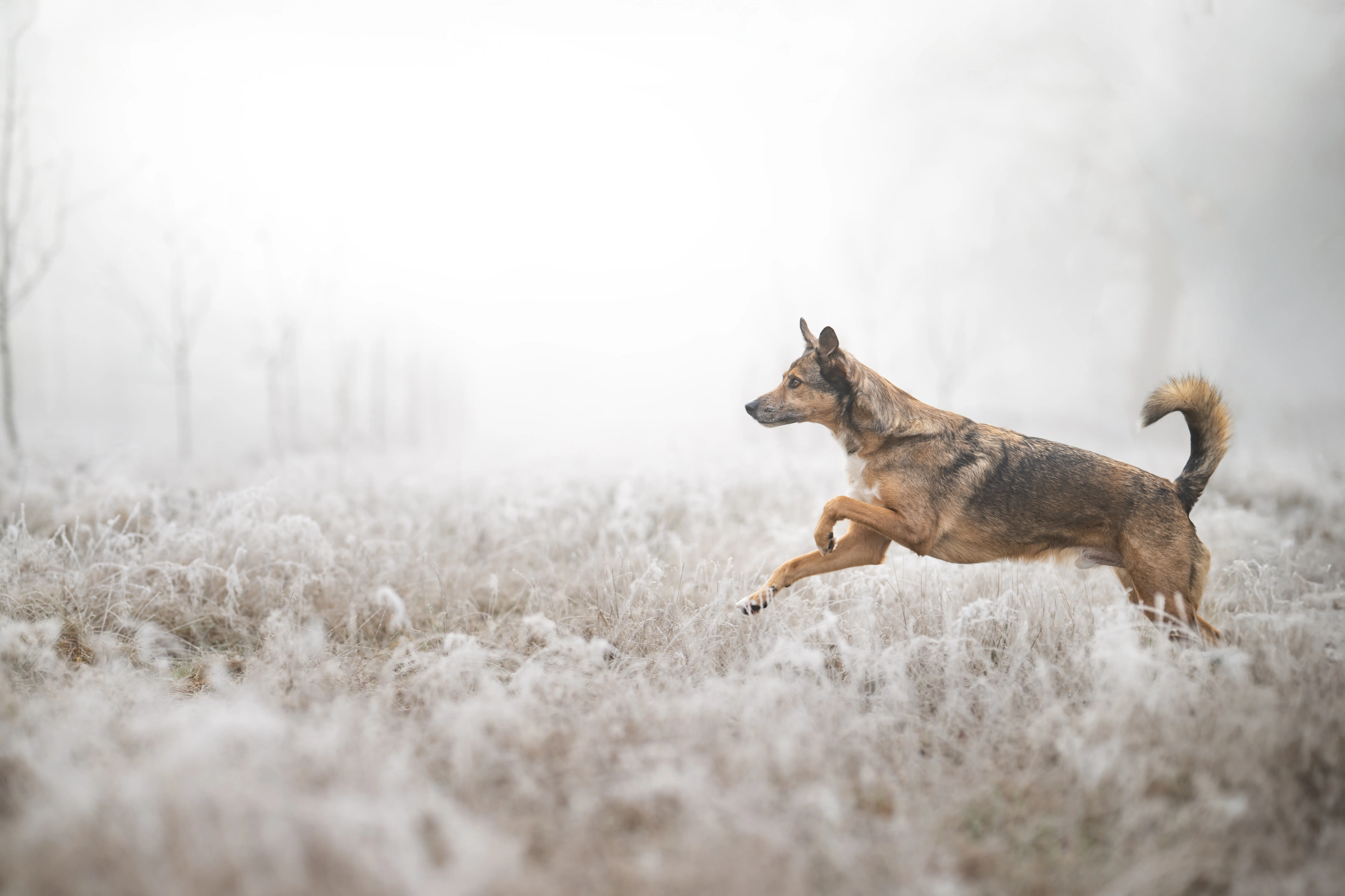 Outdoor Hundefotografie mit Kalle in der Natur rund um Verden, Sissygraphics