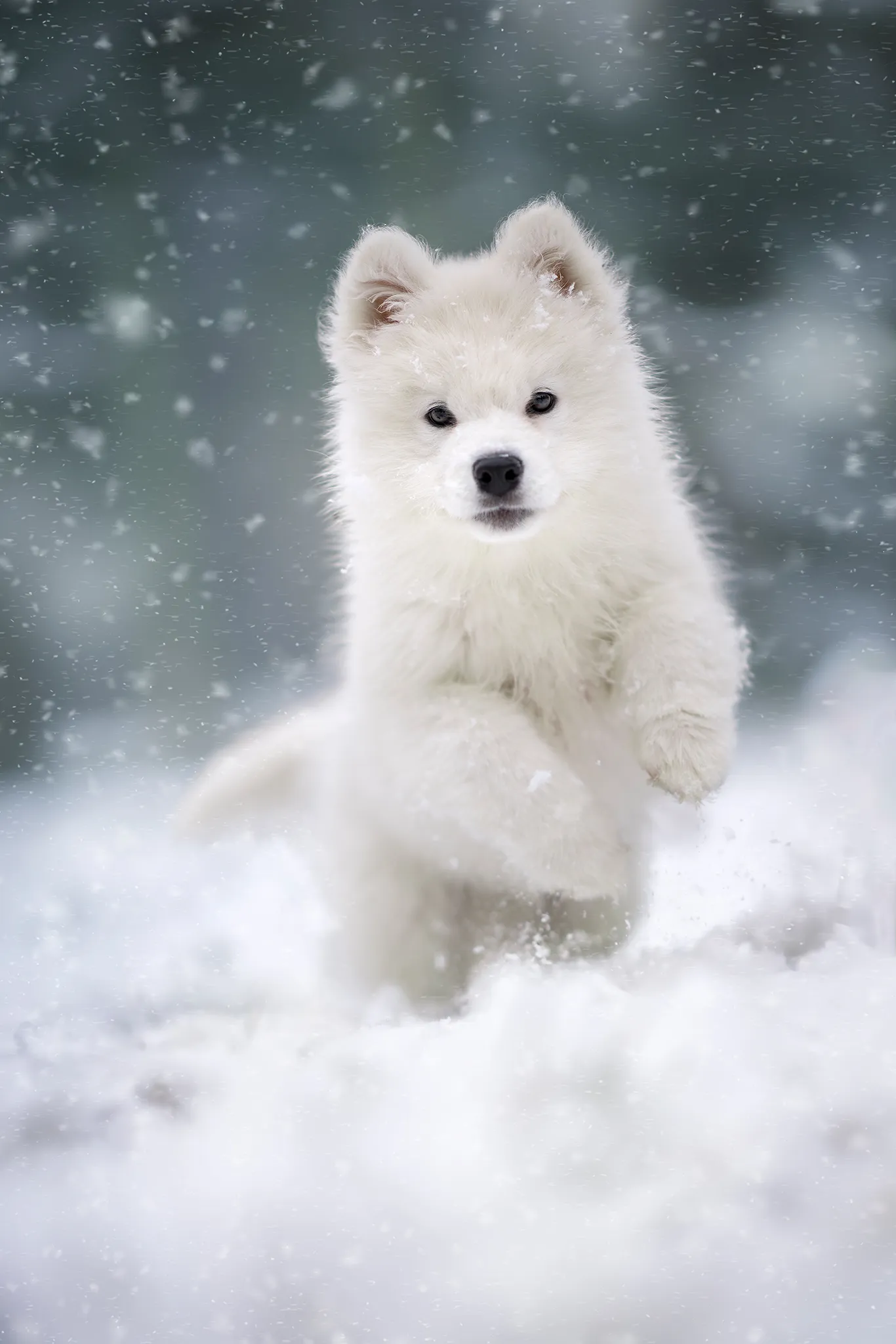 Outdoor Hundefotografie mit Loki in der Natur rund um Verden, Sissygraphics