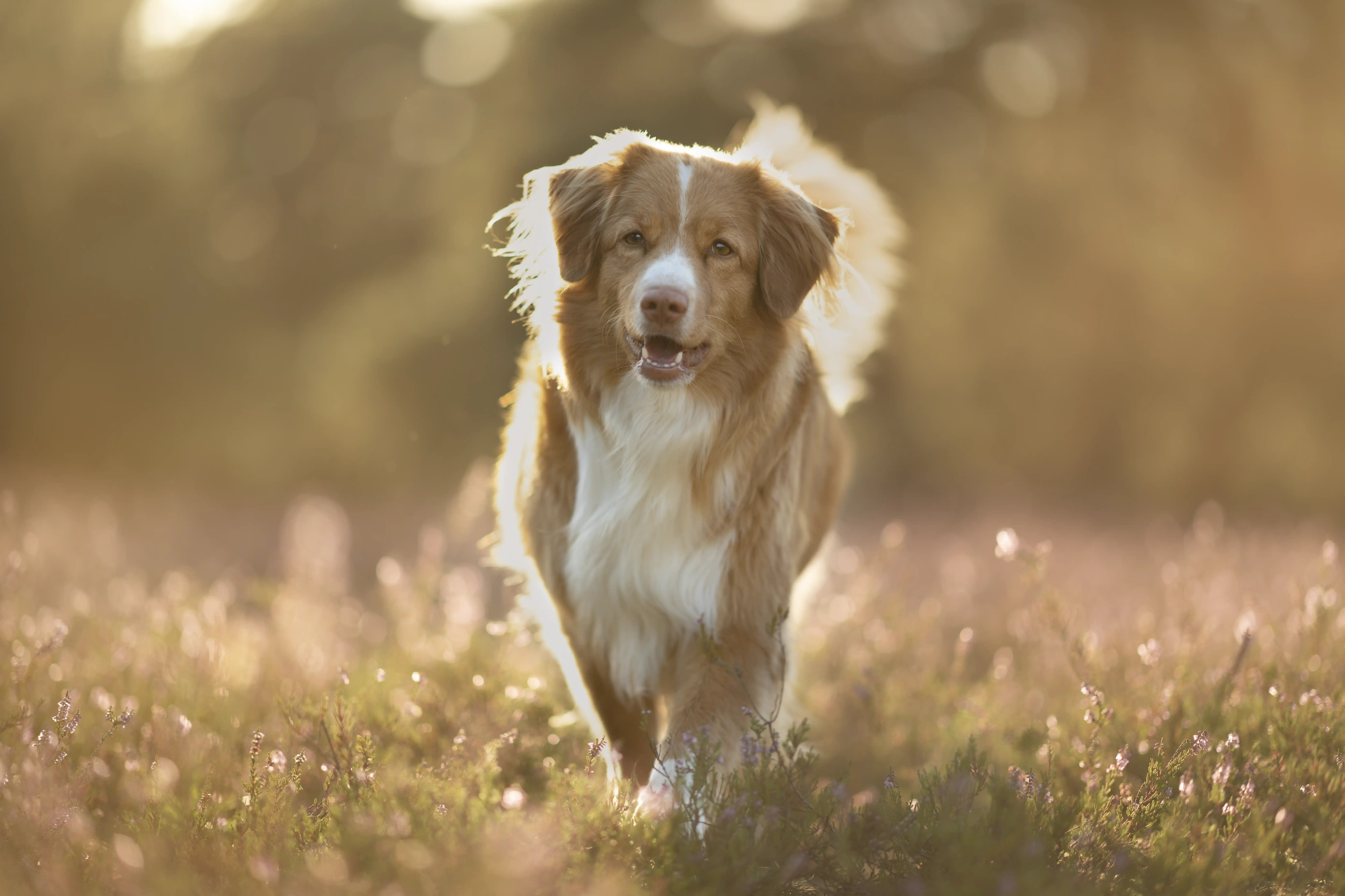 Outdoor Hundefotografie mit Sally in der Natur rund um Verden, Sissygraphics