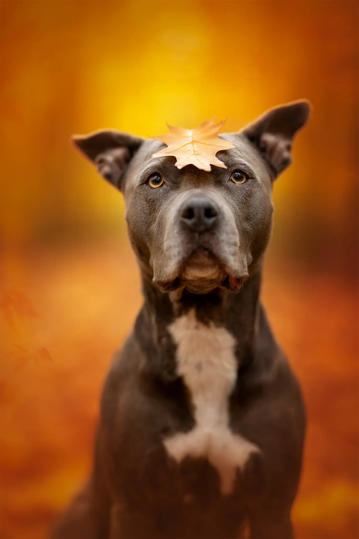 Outdoor Hundefotografie mit Sky in der Natur rund um Verden, Sissygraphics