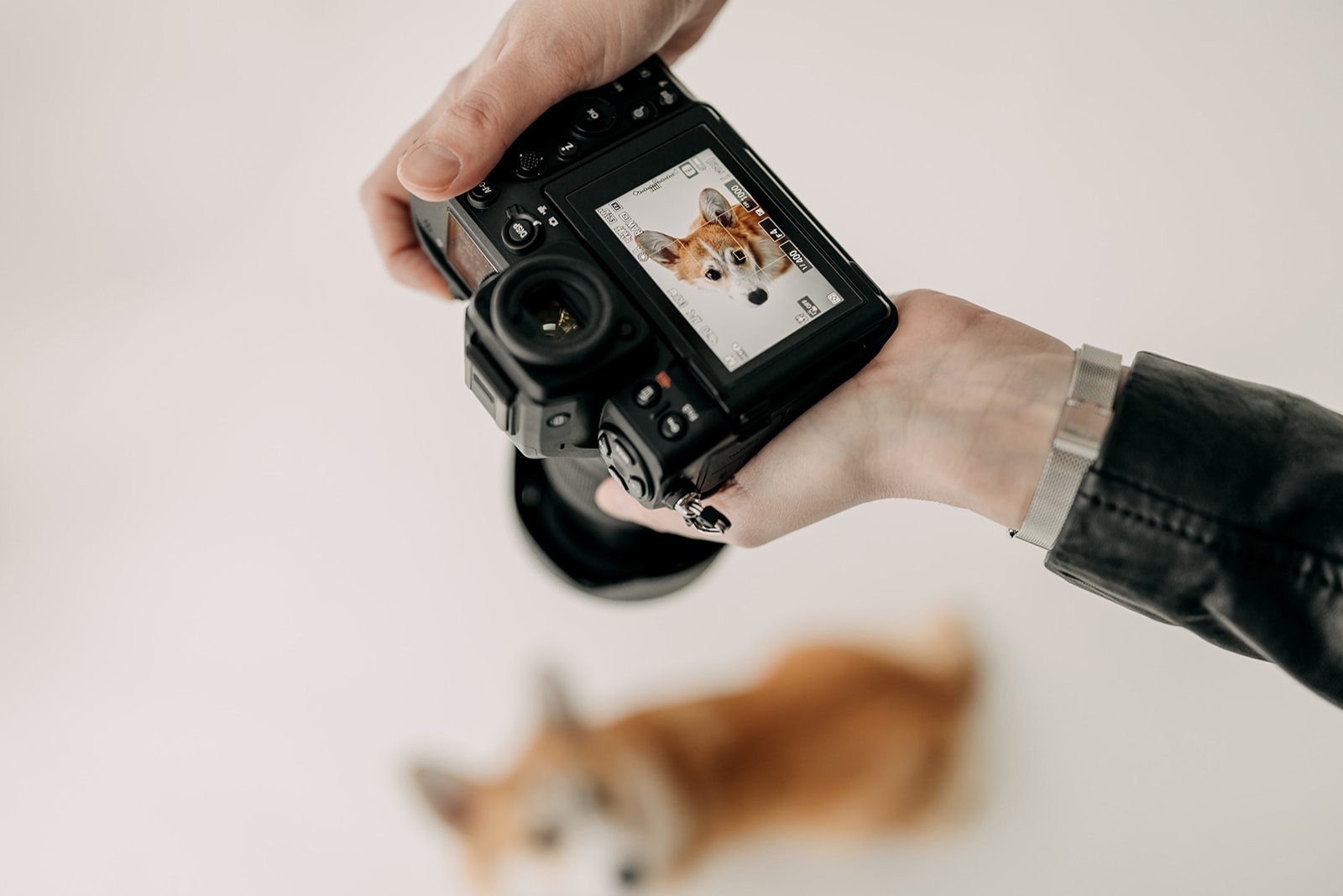 Fotoshooting für Hunde in Verden