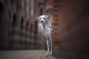 City Dog Fotoshooting