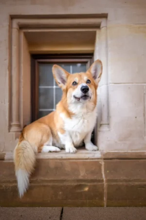 Bremen_Luxemburg_Belgien_City_Stadt_Hunde29