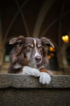 Bremen_Luxemburg_Belgien_City_Stadt_Hunde31