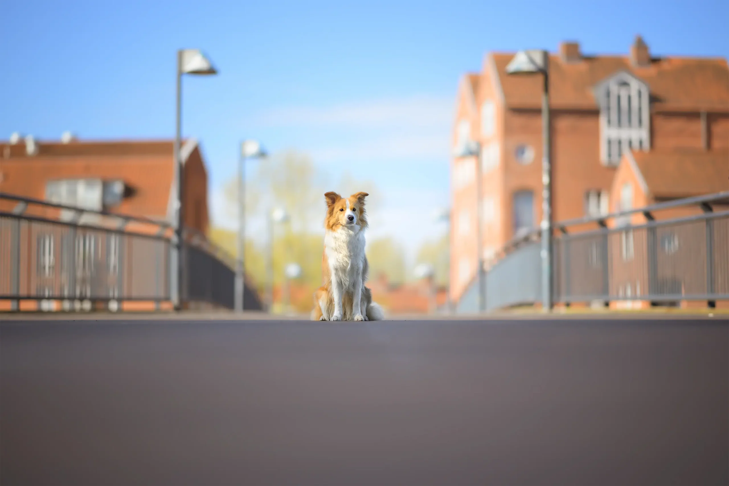 Fotoshooting mit Hund in der City