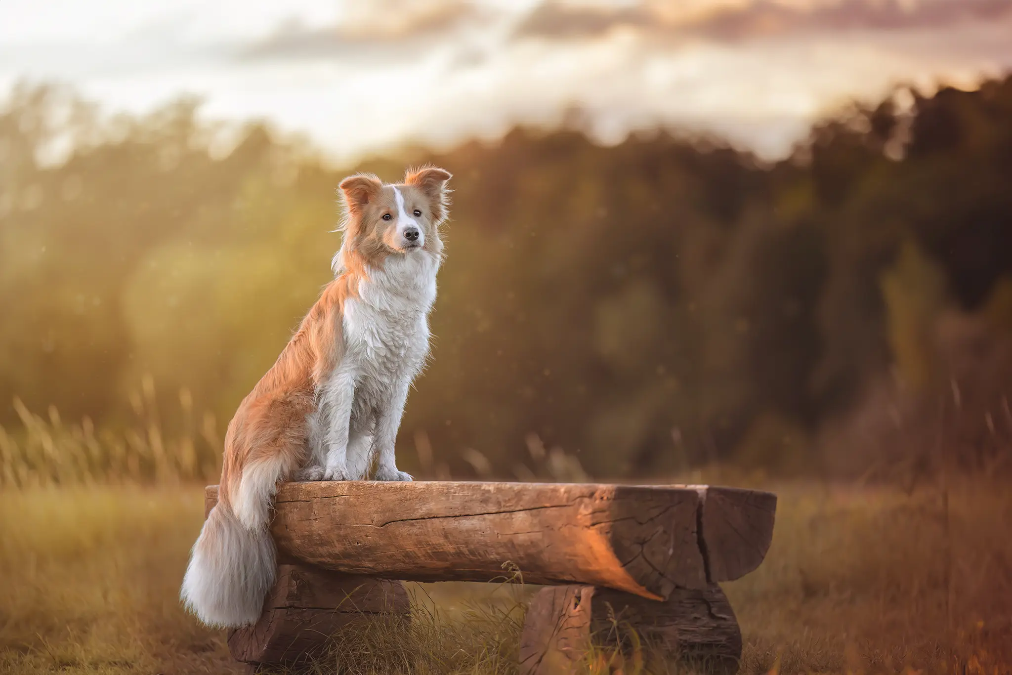 Hunde_Portraits_Outdoor_Dogs14