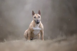 Hunde_Portraits_Outdoor_Dogs29
