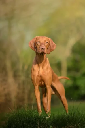 Hunde_Portraits_Outdoor_Dogs35