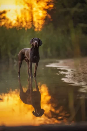 Hunde_Portraits_Outdoor_Dogs44