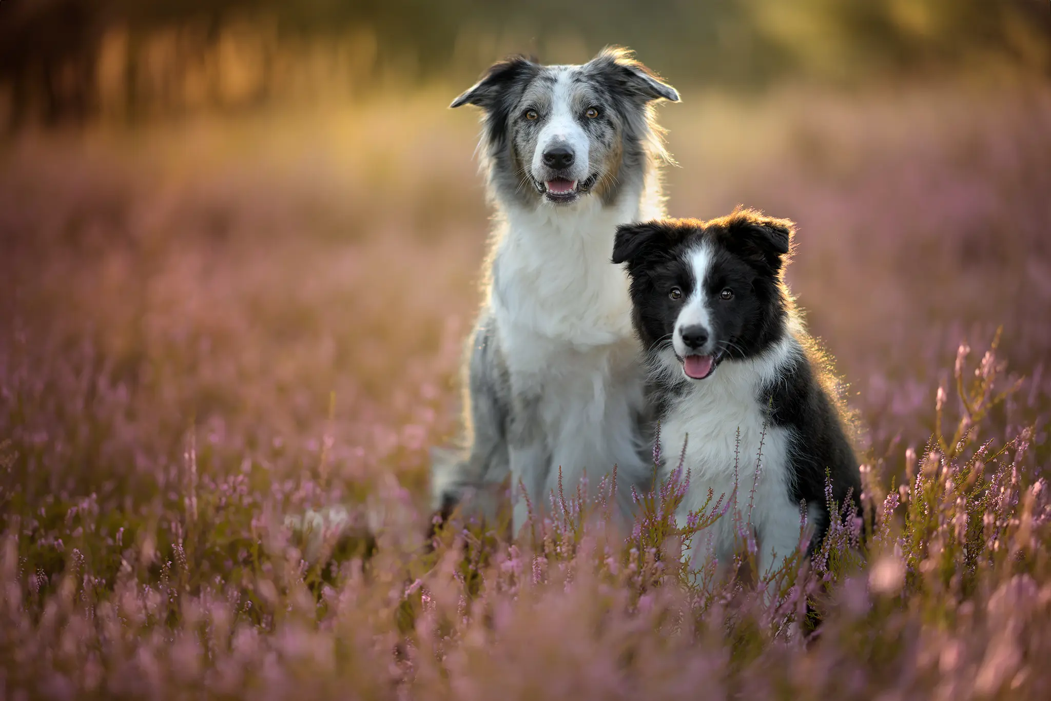 Hunde Portrait Fotoshooting Verden