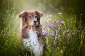 Hunde_Portraits_Outdoor_Dogs62