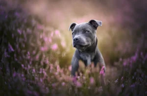 Hunde_Portraits_Outdoor_Dogs63