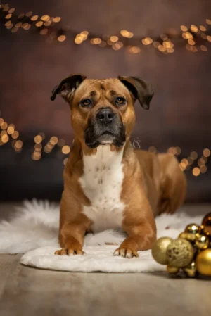 Hunde_Weihnachten_2024_Studio_Fotostudio_Dogs05