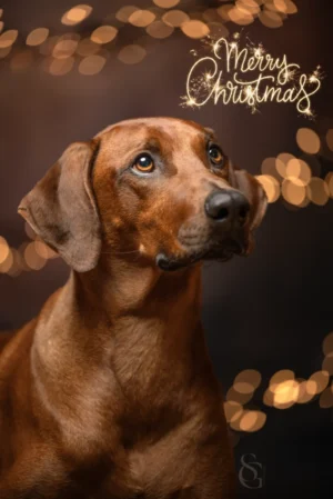 Hunde_Weihnachten_2024_Studio_Fotostudio_Dogs24