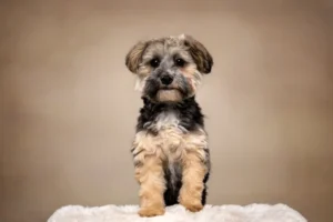 Hunde_Portraits_Studio_Fotostudio_Dogs08