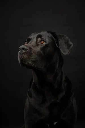 Hunde_Portraits_Studio_Fotostudio_Dogs19