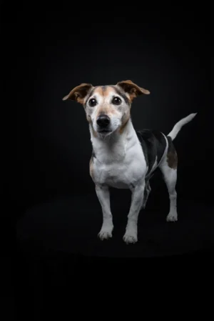 Hunde_Portraits_Studio_Fotostudio_Dogs20
