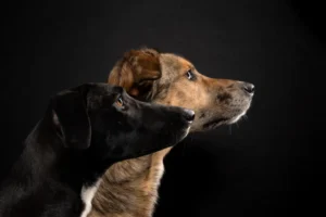 Hunde im Profil