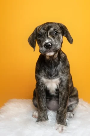 GoldiMix Welpe Portrait
